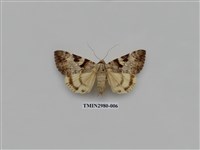 藏品(夜蛾382)的圖片